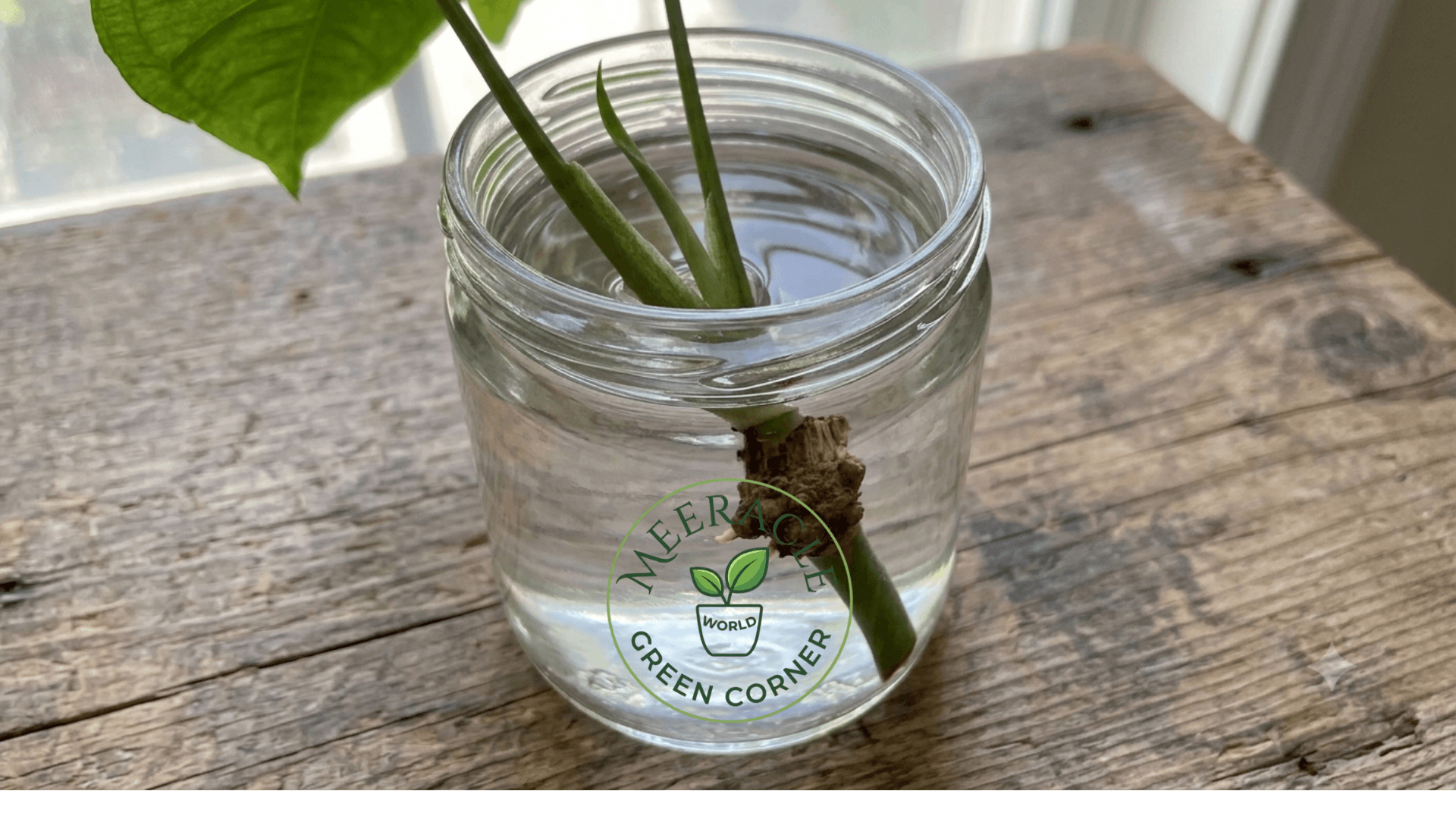 PROPAGATION MY SECRET Singoniyam