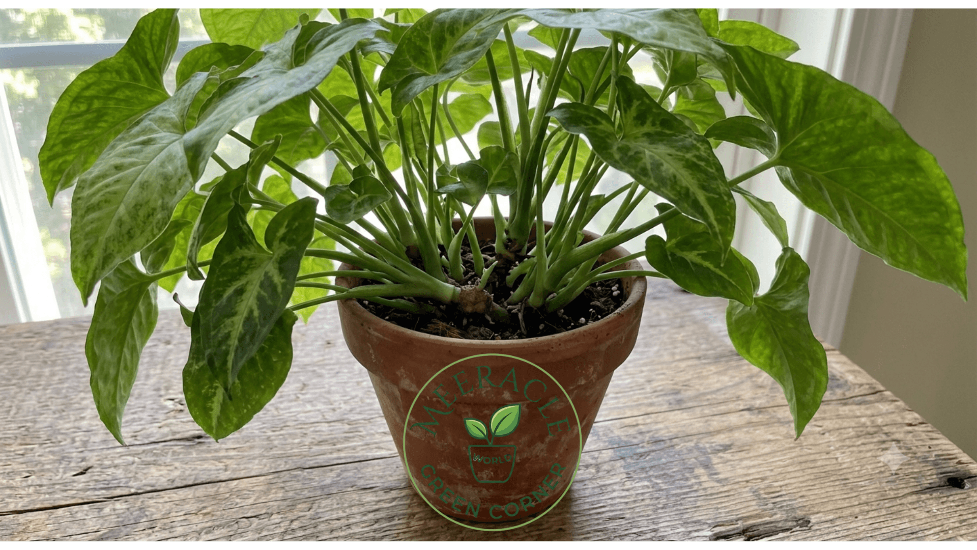 Watch your Syngonium thrive into a beautiful, lush plant!