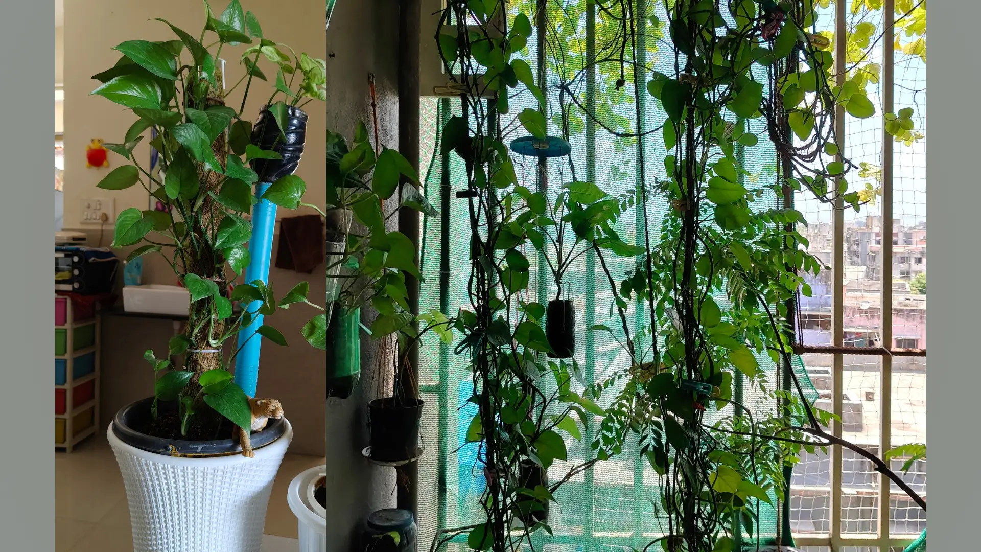 Mos stic par money plant ko asani se grow karene k tips and care